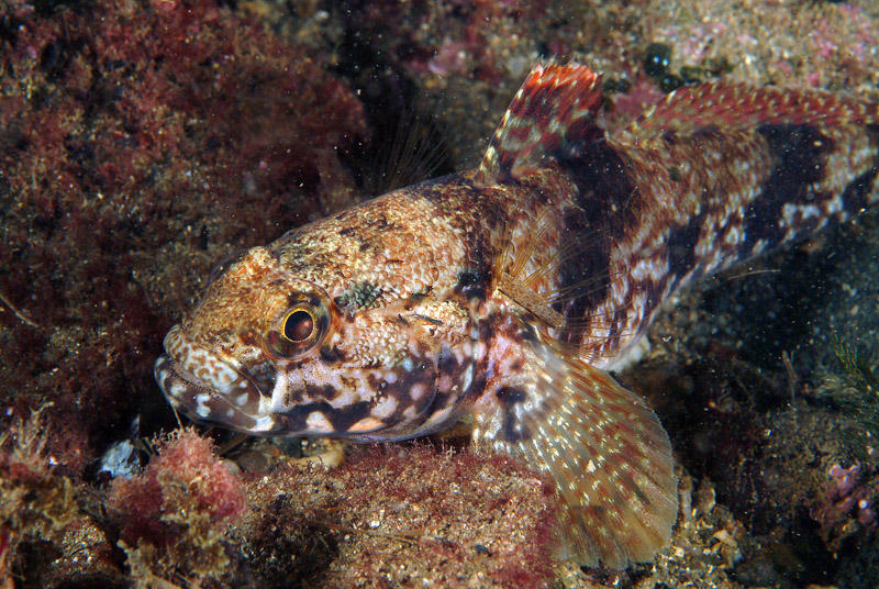 Gobius paganellus - Tavolozza di colori!